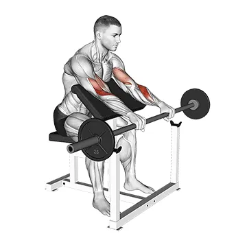 Barbell Reverse Preacher Curl