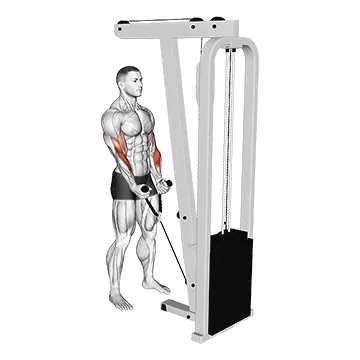 Rope Hammer Curl
