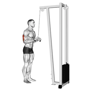Triceps Pushdown