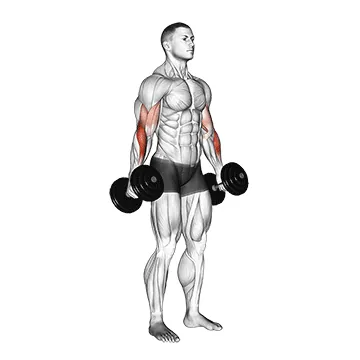 Hammer Curl