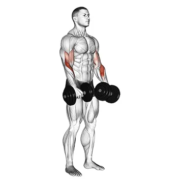 Dumbbell Reverse-Grip Biceps Curl