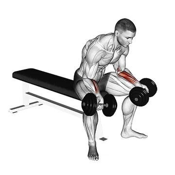 Dumbbell Seated Palms-Up Wrist Curl