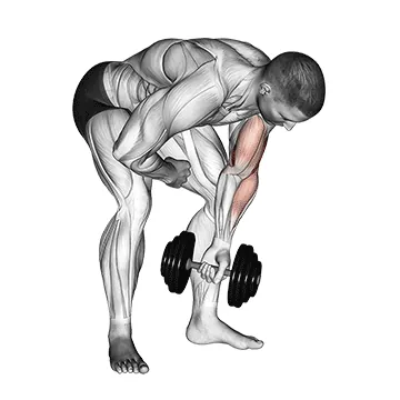 Dumbbell Standing One-Arm Concentration Curl