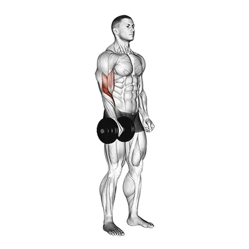 Dumbbell Standing One-Arm Reverse Curl