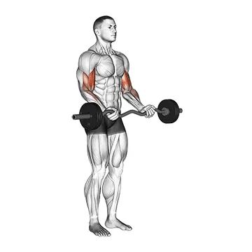 EZ Bar Curl