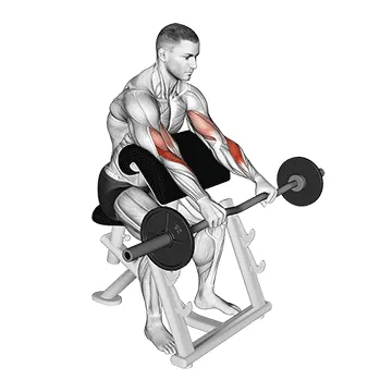 EZ Barbell Reverse grip Preacher Curl