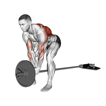 Lever Bent over Row (plate loaded)