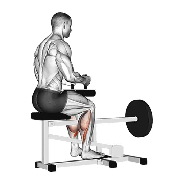 Seated Calf Raise