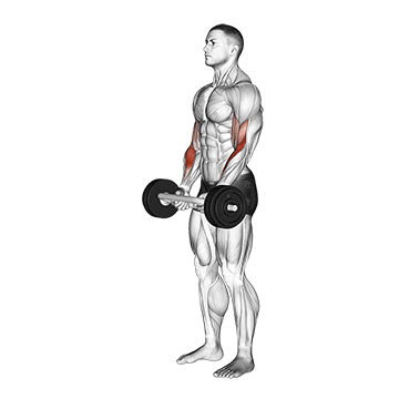 Olympic Barbell Hammer Curl