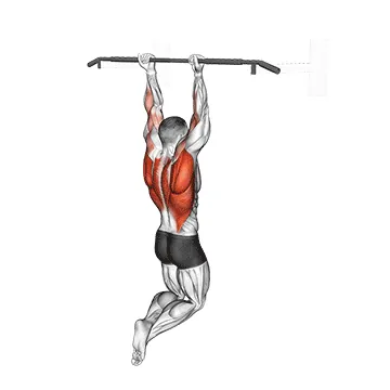 Reverse grip Pull up