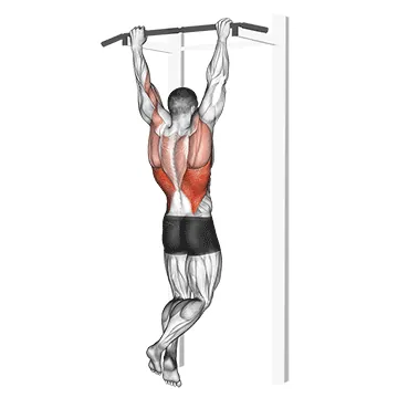 Rocky Pull Up Pulldown