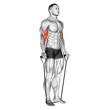 Band alternating biceps curl