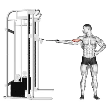 Cable one arm inner biceps curl