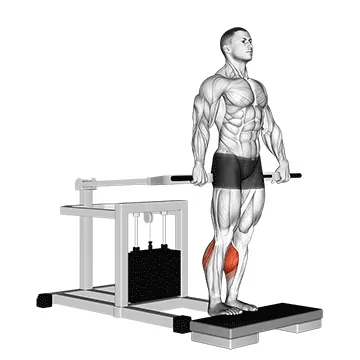 Lever Calf Raise (bench press machine)
