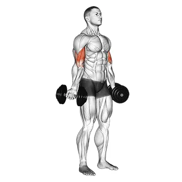 Dumbbell Standing Inner Biceps Curl