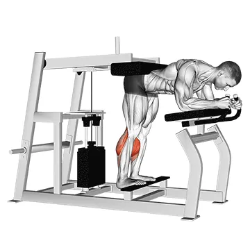 Donkey Calf Raise