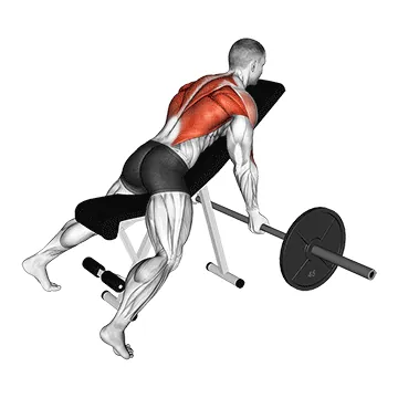 Barbell Reverse Grip Incline Bench Row