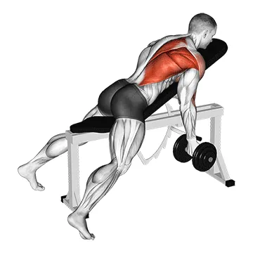 Dumbbell Reverse-Grip Incline One-Arm Row