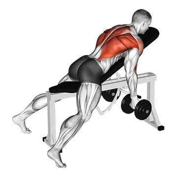 Dumbbell Reverse-Grip Incline Two-Arm Row