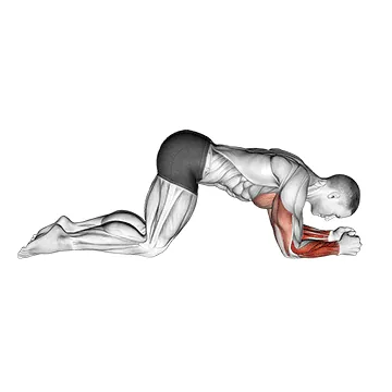 Modified Push Up to Forearms