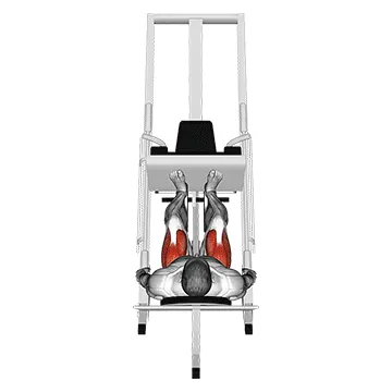 Sled 45° Leg Press (Back POV)