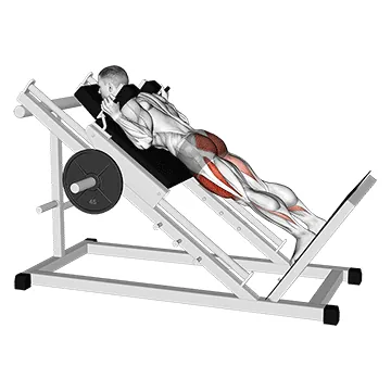Sled Reverse Hack Squat