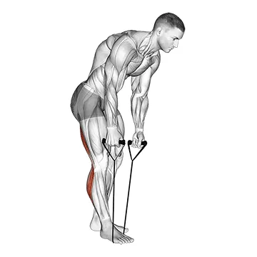 Standing Hamstring and Calf Stretch with Starp
