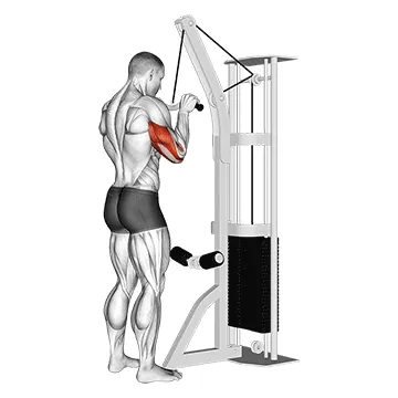 Cable Triceps Pushdown (SZ-bar)