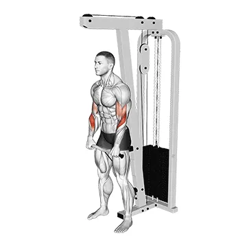 Cable Standing Reverse Curl (SZ bar)