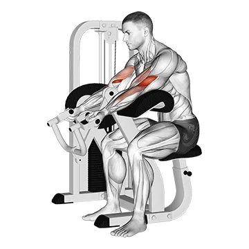 Lever Preacher Curl (version 2)