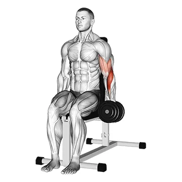 Dumbbell One-Arm Seated Hammer Curl