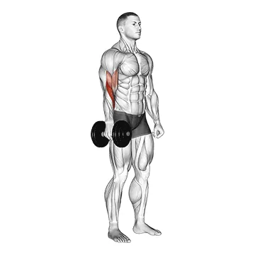 Dumbbell One-Arm Standing Hammer Curl