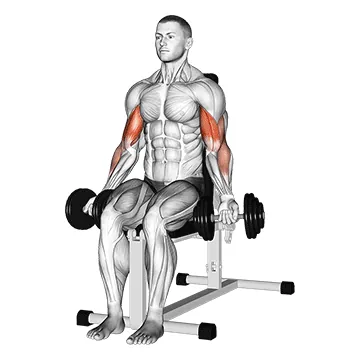 Dumbbell Seated Bicep Curl