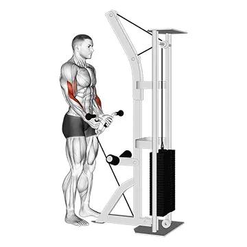 Cable Curl with Multipurpose V bar