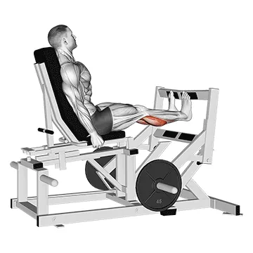 Lever Calf Press (plate loaded)