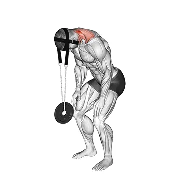 Weighted Standing Neck Extension (with head harness)