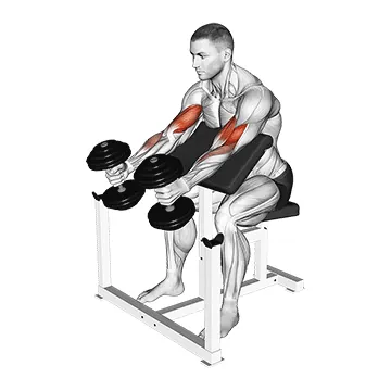 Dumbbell Preacher Swing Curl